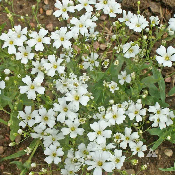 White Fresh Hepatica Flower Seeds – Heirloom Non-GMO High Germination Organic Seeds