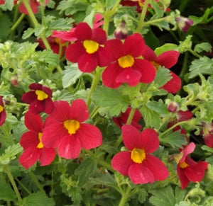 Red Bacopa Flower Seeds for Planting – Heirloom Non-GMO High Germination Organic Seeds