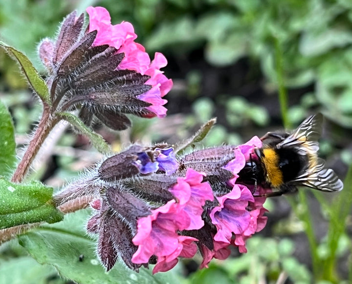 Pulmonaria Flower Seeds Pink for Planting – Heirloom Non-GMO High Germination Organic Garden Seeds