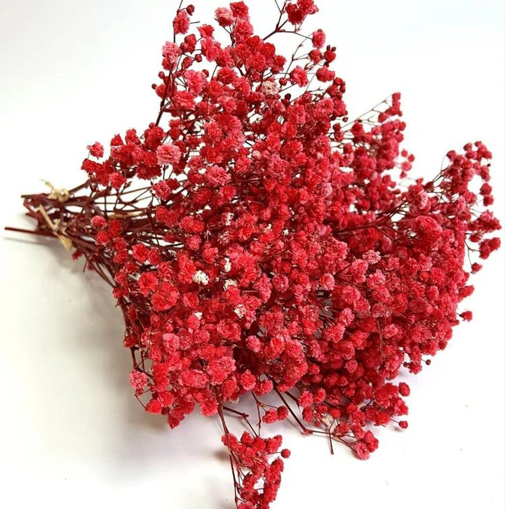 Semillas de flores de gypsophila roja – Herencia, sin OGM, semillas de alta germinación