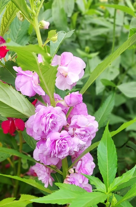 Double Balsam Flower Seeds for Planting – Heirloom Non-GMO High Germination Organic Seeds