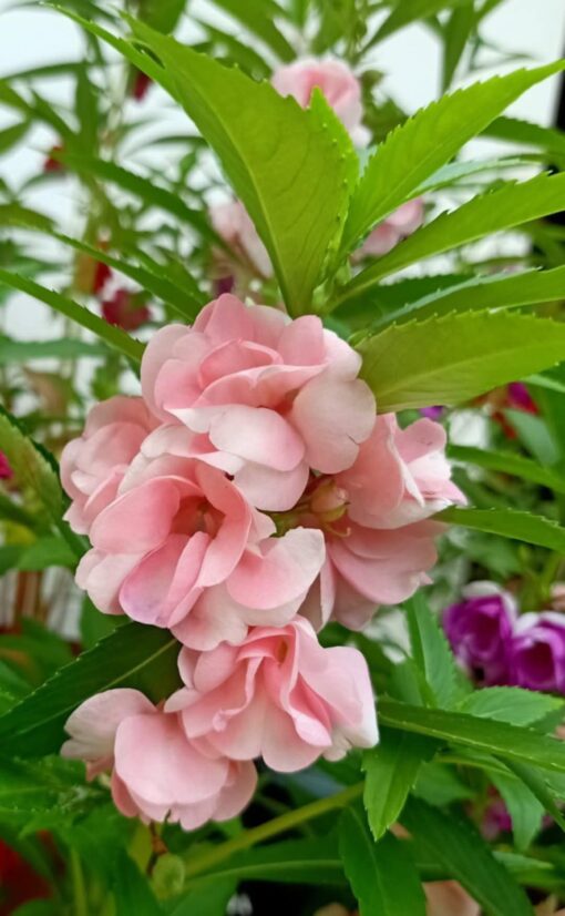 pink balsam flower seeds