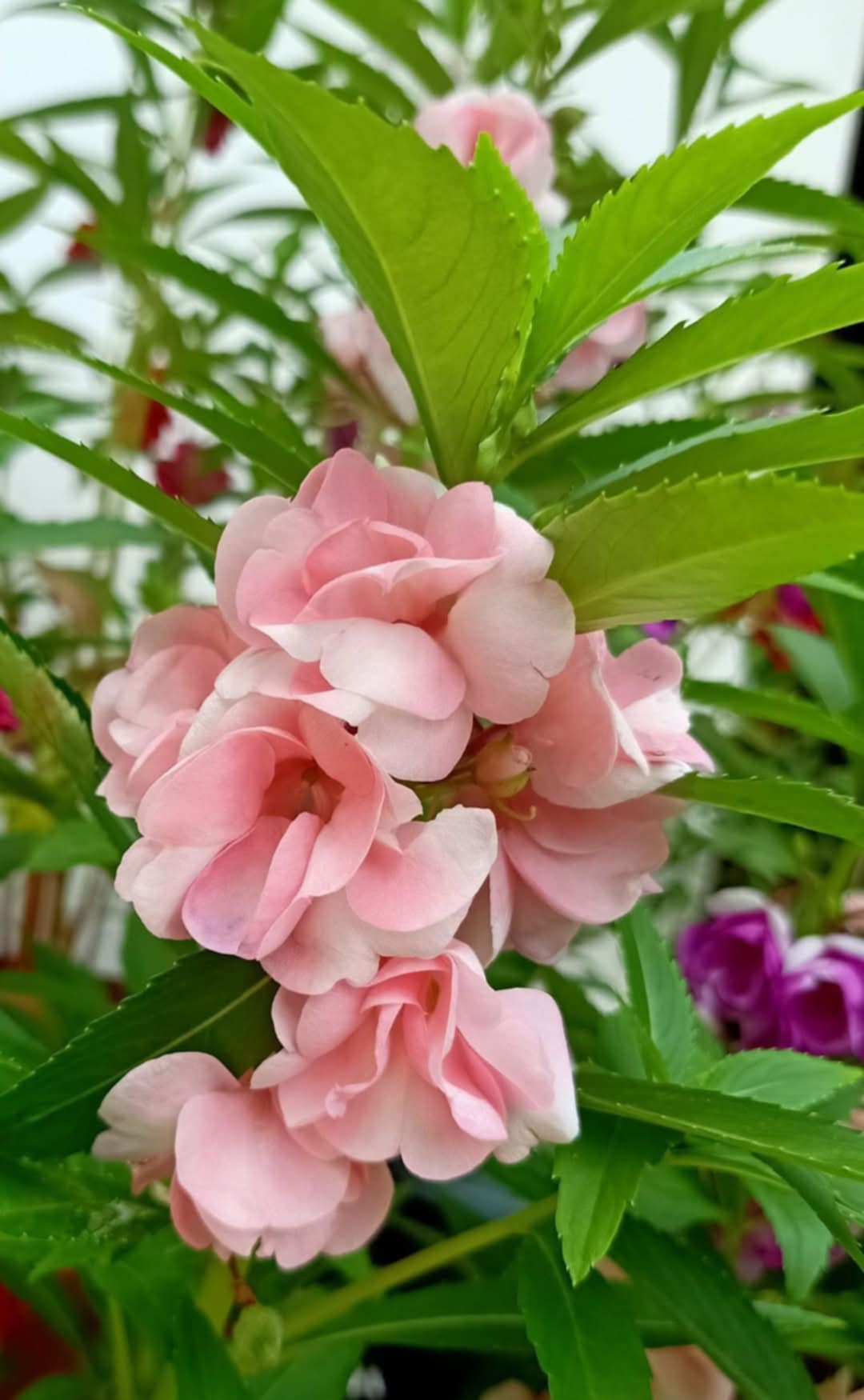 Camellia Flower Seeds Pink Heirloom Non-GMO High Germination Organic Garden Seeds for Planting