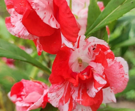 Red White Balsam Flower Seeds for Planting – Heirloom Non-GMO High Germination Organic Seeds