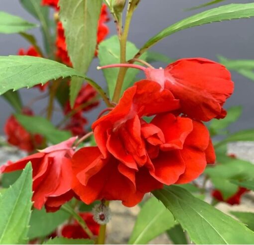 red balsam flower seeds