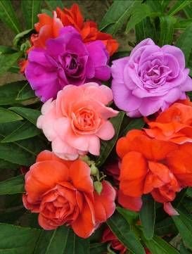 Mixed Balsam Flower Seeds for Planting – Heirloom Non-GMO High Germination Organic Seeds