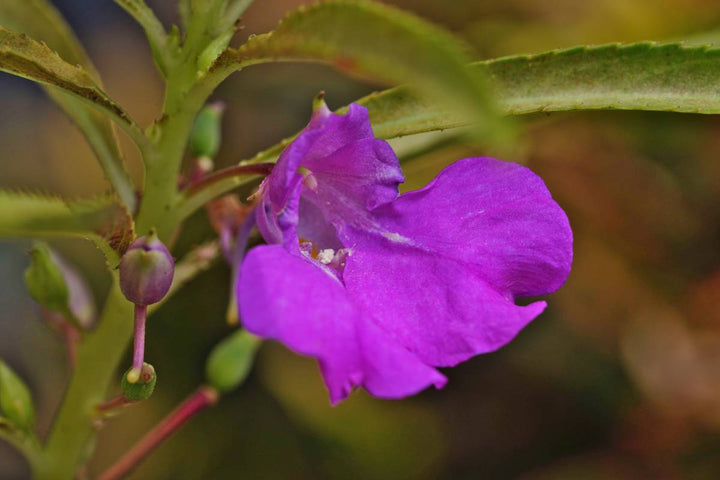 Balsam Flower Seeds Purple for Planting – Heirloom Non-GMO High Germination Organic Seeds
