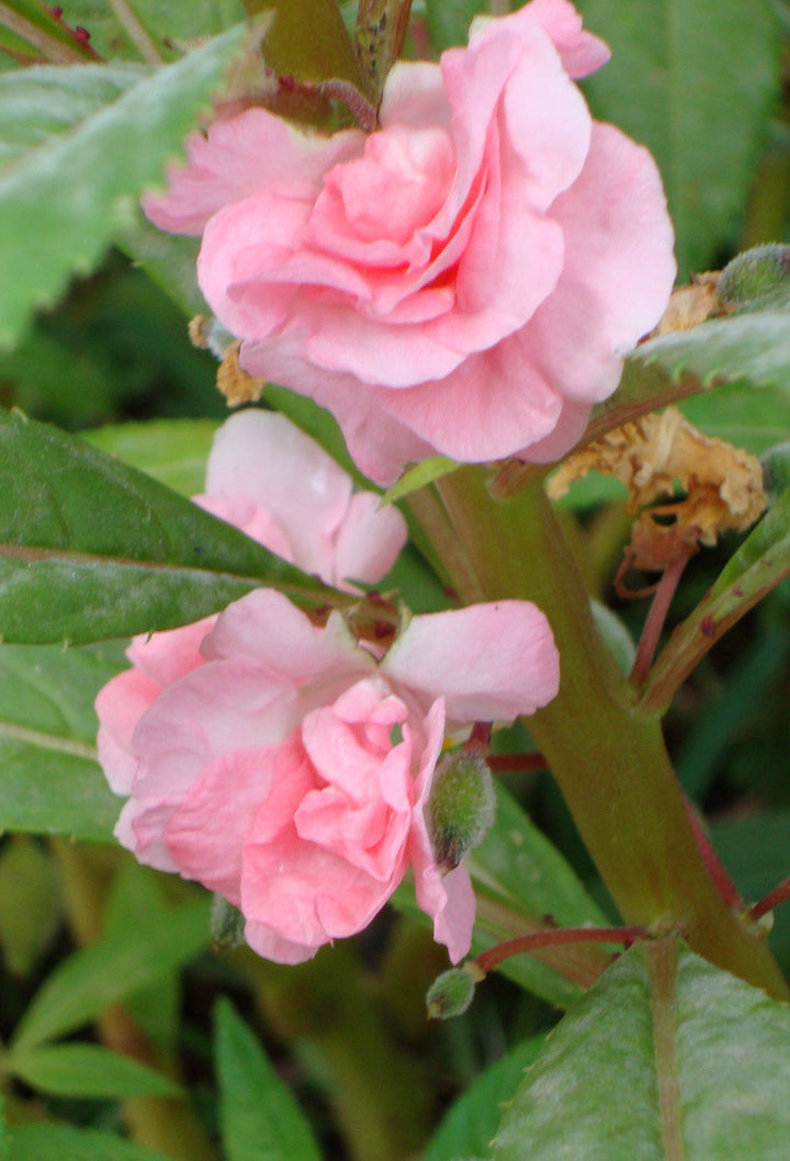 Light Pink Balsam Flower Seeds for Planting – Heirloom Non-GMO High Germination Seeds