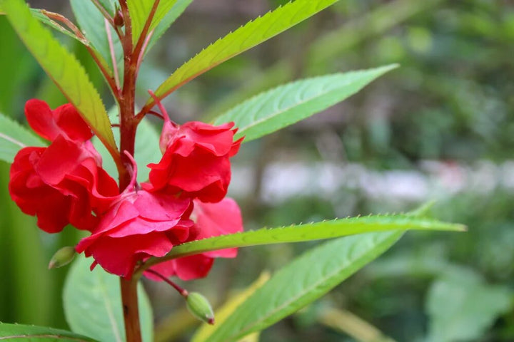Red Balsam Flower Seeds for Planting – Heirloom Non-GMO High Germination Organic Garden Seeds