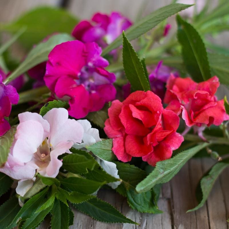 Mixed Balsam Flower Seeds for Planting – Heirloom Non-GMO High Germination Organic Seeds