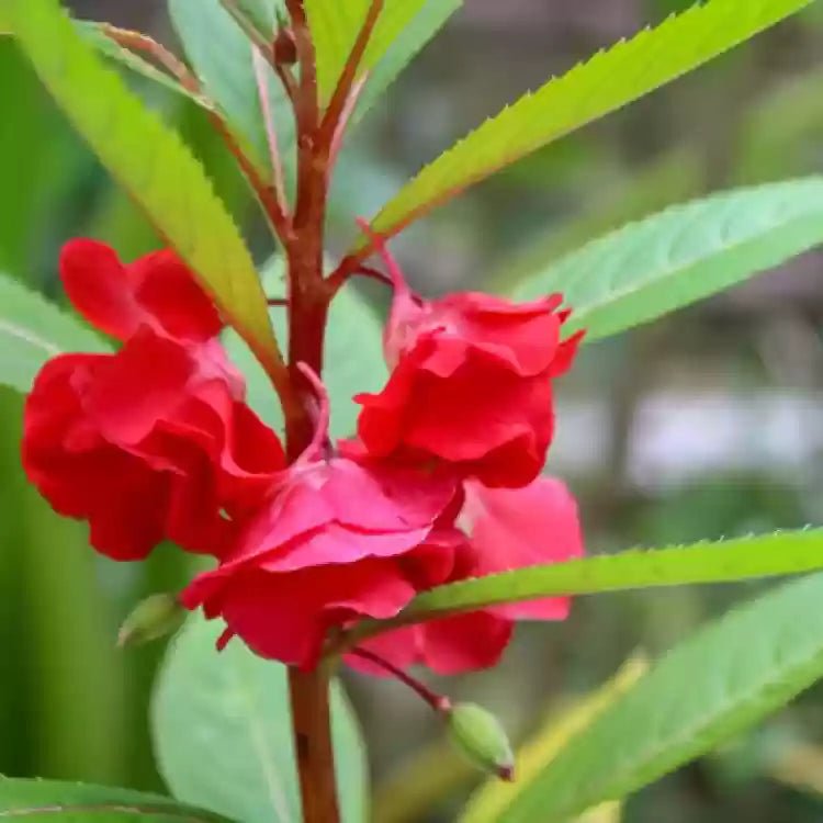 Red Balsamine herb seeds
