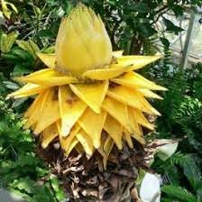 golden banana flower seeds