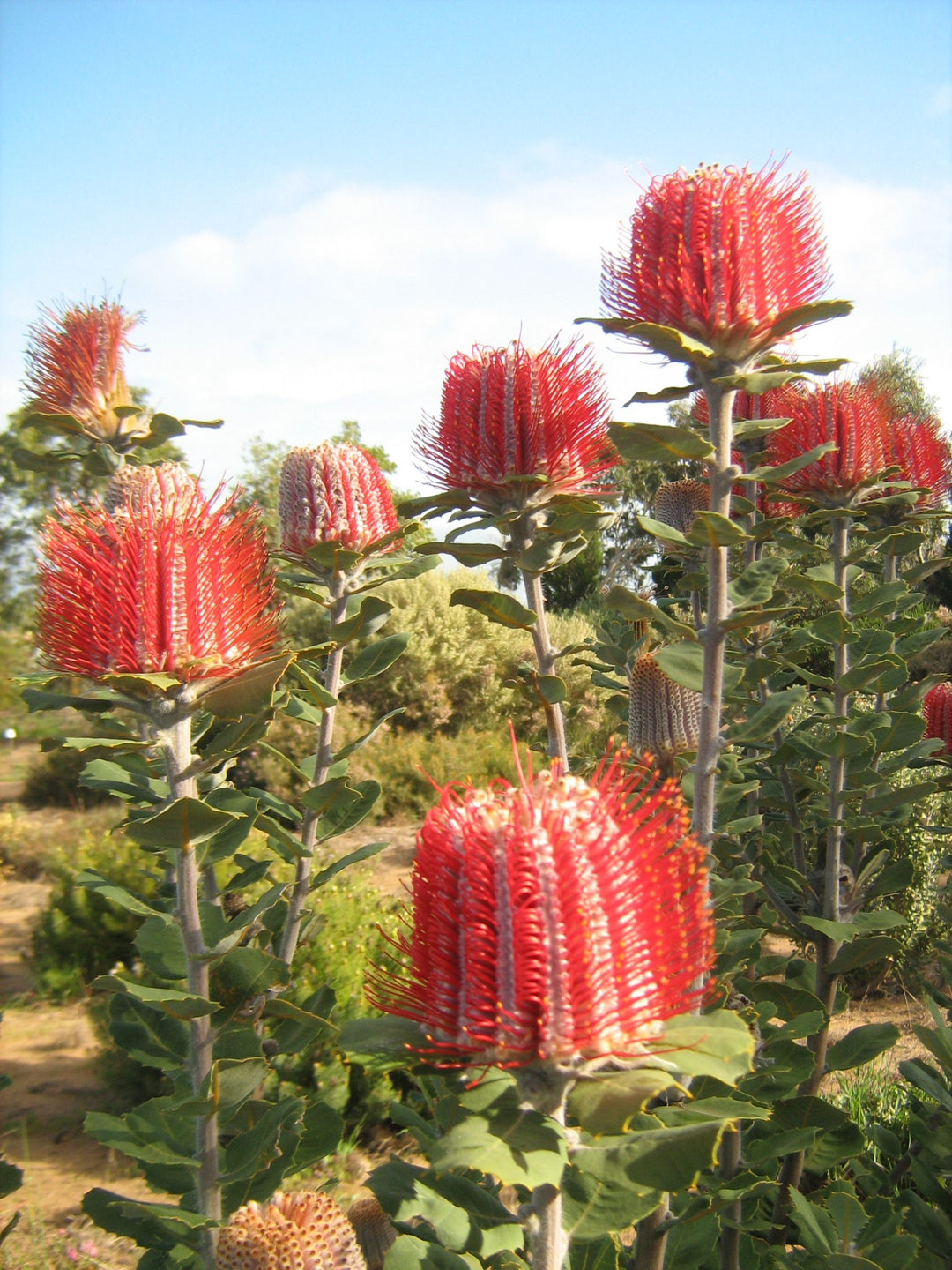 Banksia Flower Seeds Rot zum Pflanzen – Erbstück Non-GMO Hohe Keimrate Bio-Samen