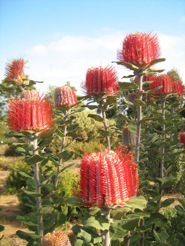 Banksia Flower Seeds Rot zum Pflanzen – Erbstück Non-GMO Hohe Keimrate Bio-Samen