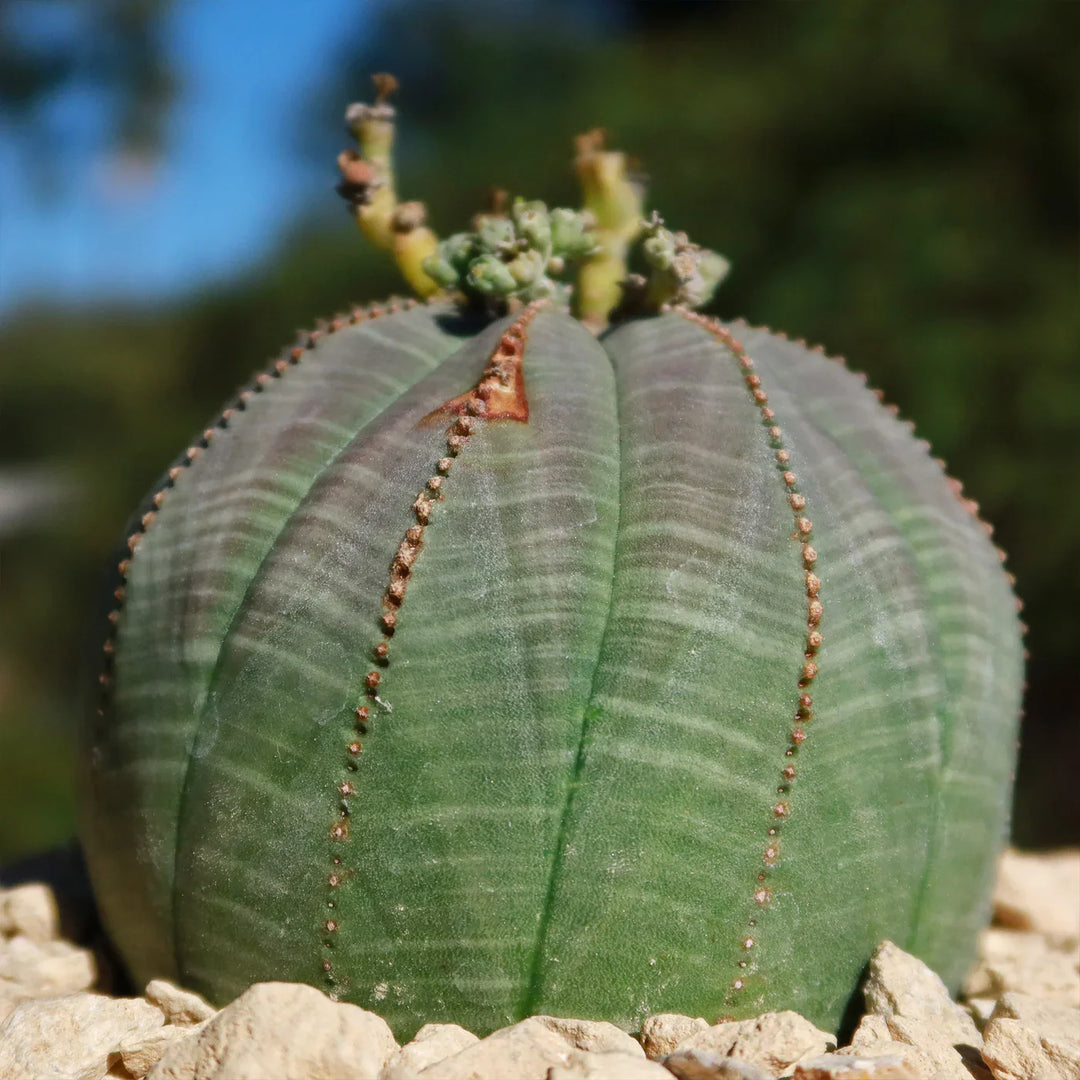 Green Euphorbia herb seeds