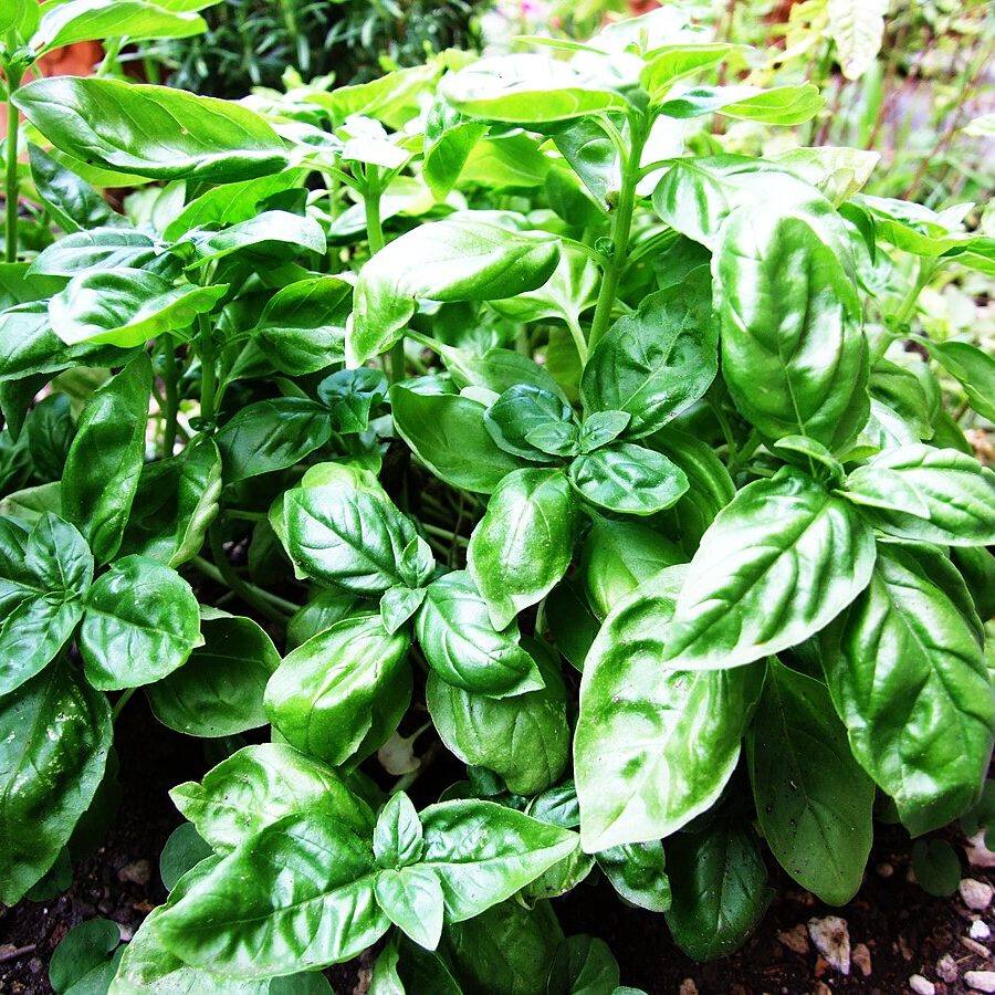 Italian Large herb seeds