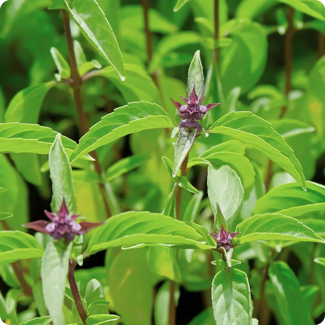 Sweet Thai herb seeds