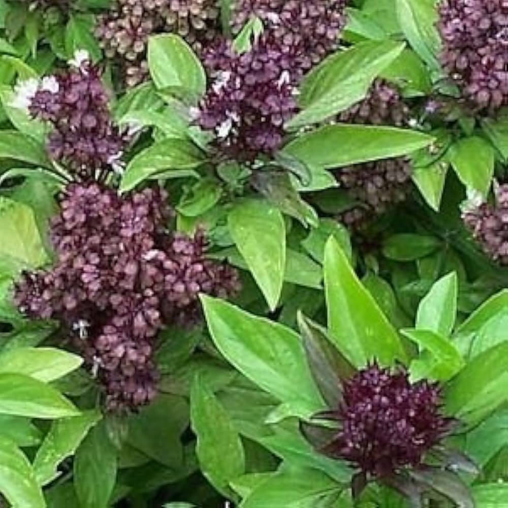 Basil Spicy herb seeds