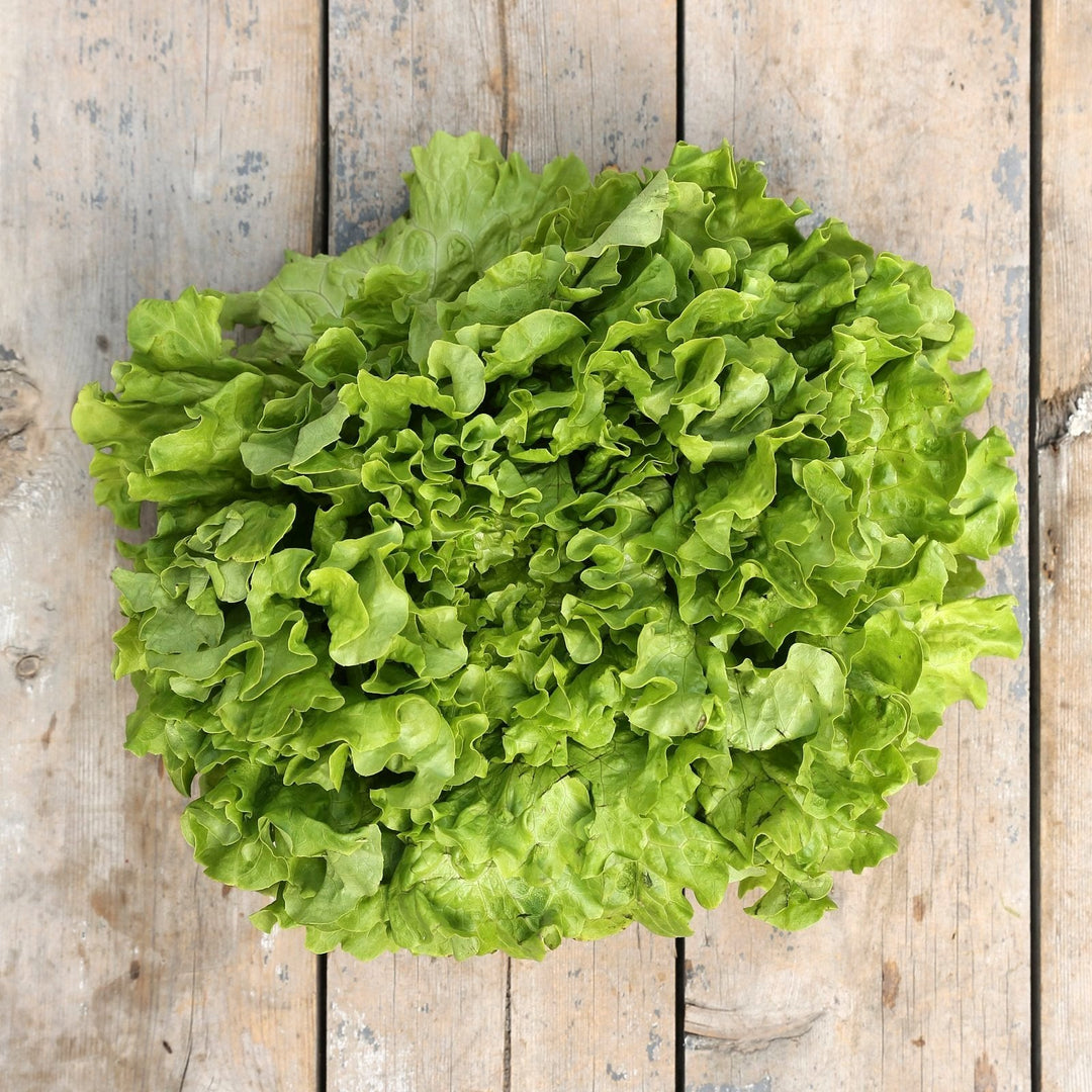 Batavia Plant herb seeds