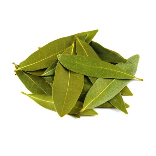 Green Bay Leaf Plant Seeds – Heirloom, Non-GMO, High Germination, Organic Garden Seeds
