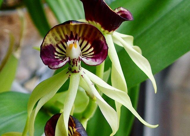 Clamshell Orchid Flower Seeds – Heirloom, Non-GMO, High Germination Organic Garden Seeds for Planting