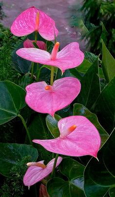 Pink Anthurium Flower Seeds for Planting – Heirloom Non-GMO High Germination Organic Seeds