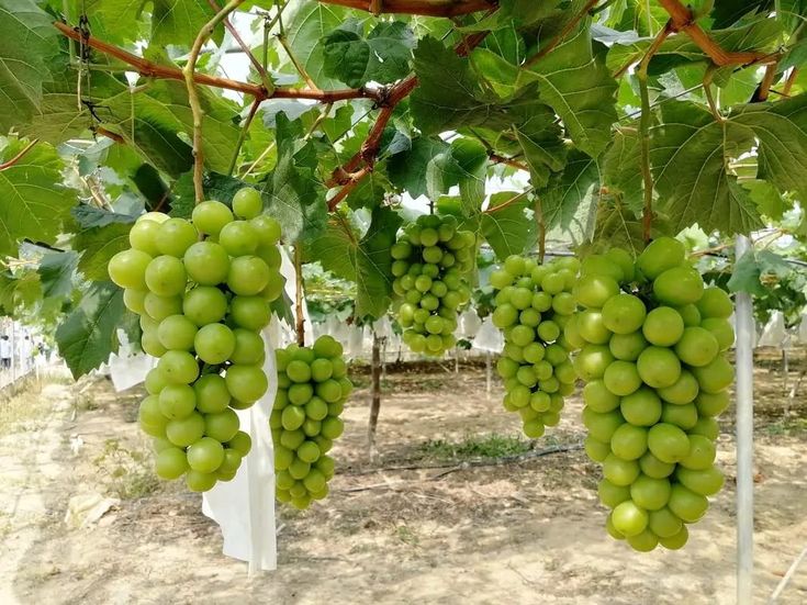 Giant Green Grapes Seeds for Planting – Heirloom Non-GMO High Germination Organic Garden Seeds