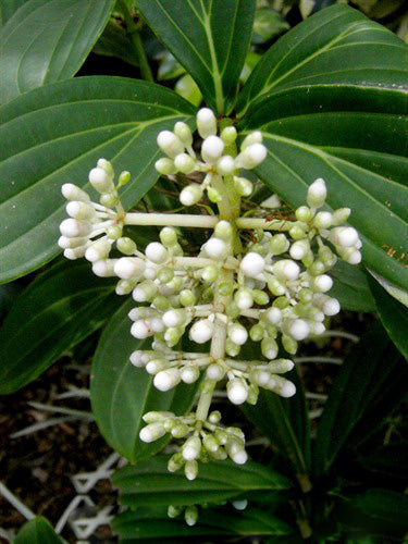 Medinilla Magnifica Flower Seeds White – Heirloom, Non-GMO, High Germination Seeds