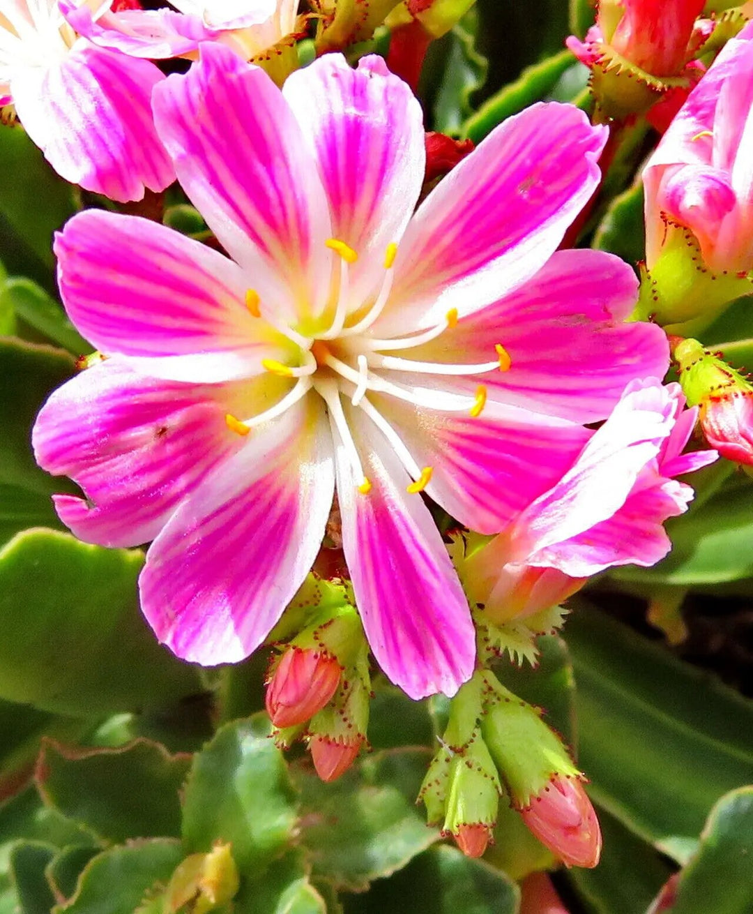 Lewisia Flower Seeds Pink – Seeds for Planting, Heirloom, Non-GMO, High Germination Organic Garden Seeds
