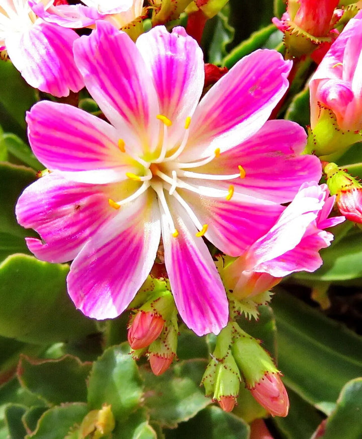 Lewisia Flower Seeds Pink – Seeds for Planting, Heirloom, Non-GMO, High Germination Organic Garden Seeds