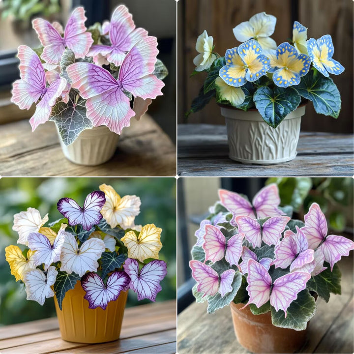 Moonlight Butterfly Begonia Flower Seeds Heirloom Non-GMO High Germination Seeds for Planting