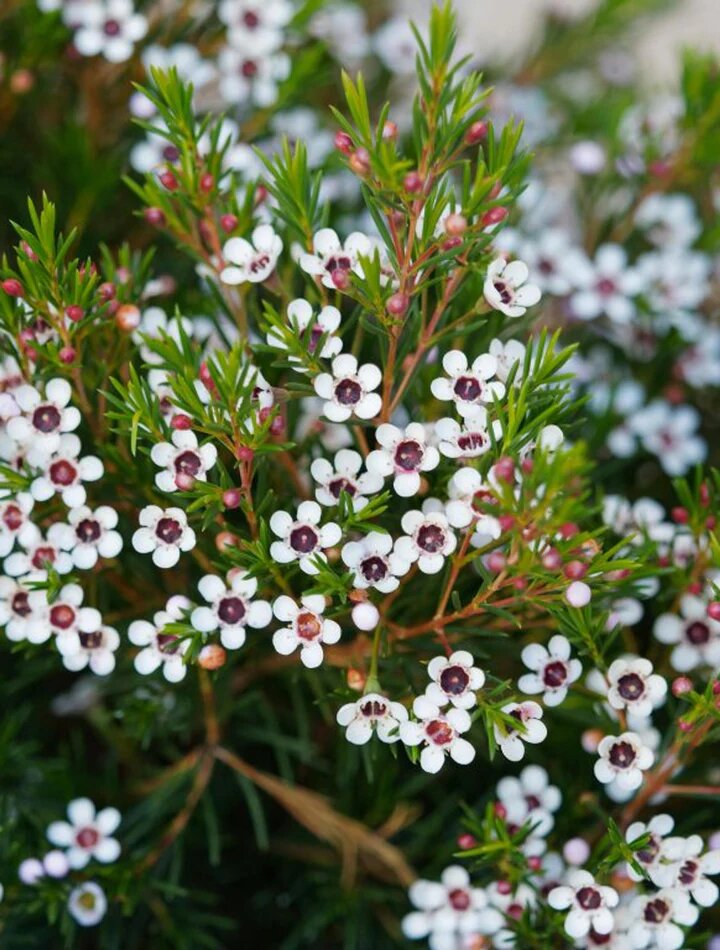 Semillas de flor de cera de Geraldton blanca, reliquia, sin OMG, alta germinación para sembrar
