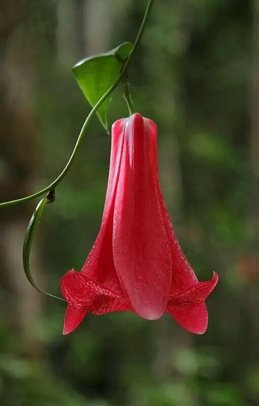 Red Lapageria Flower Seeds – Heirloom, Non-GMO, High Germination Seeds