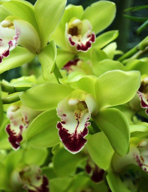 Green Orchid Flower Seeds – Heirloom, Non-GMO, High Germination Seeds