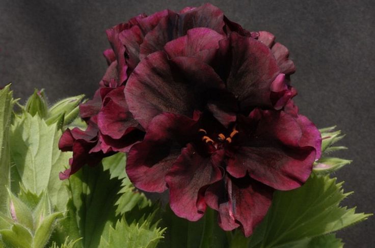 Chocolate Geranium Flower Seeds – Heirloom, Non-GMO, High Germination Organic Garden Seeds