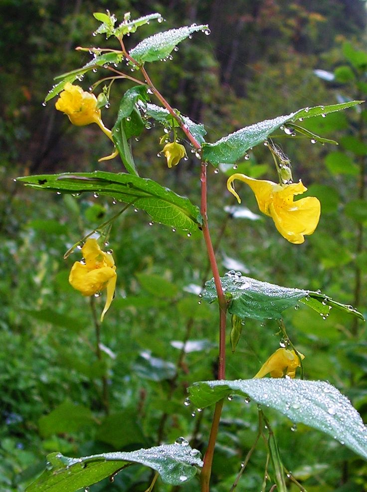 Yellow Balsam Flower Seeds for Planting – Heirloom Non-GMO High Germination Organic Seeds