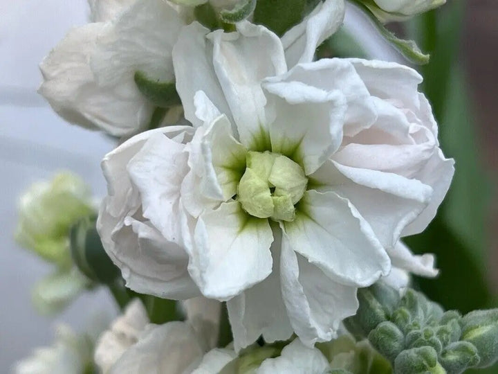 White Matthiola Incana Flower Seeds – Heirloom, Non-GMO, High Germination Seeds