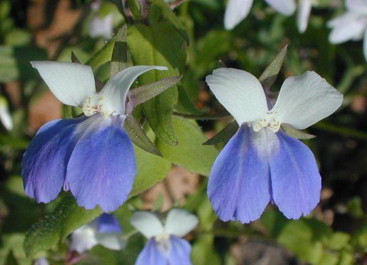 Eyed Mary Flower Seeds – Heirloom Non-GMO High Germination Organic Garden Seeds