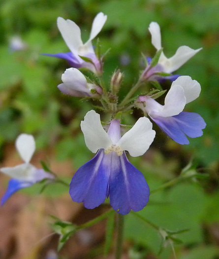 Blue Collinsia Flower Seeds for Planting – Heirloom Non-GMO High Germination Seeds