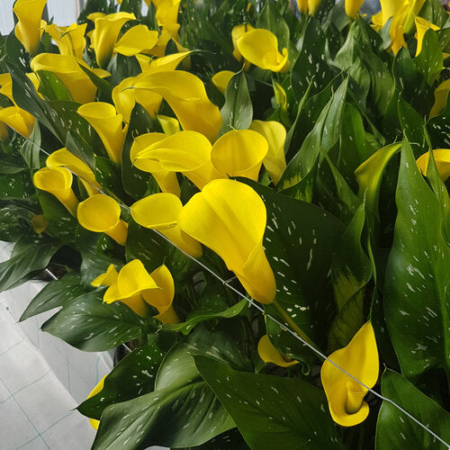 Yellow Calla Lilly Flower Seeds – Heirloom, Non-GMO, High Germination, Organic Garden Seeds