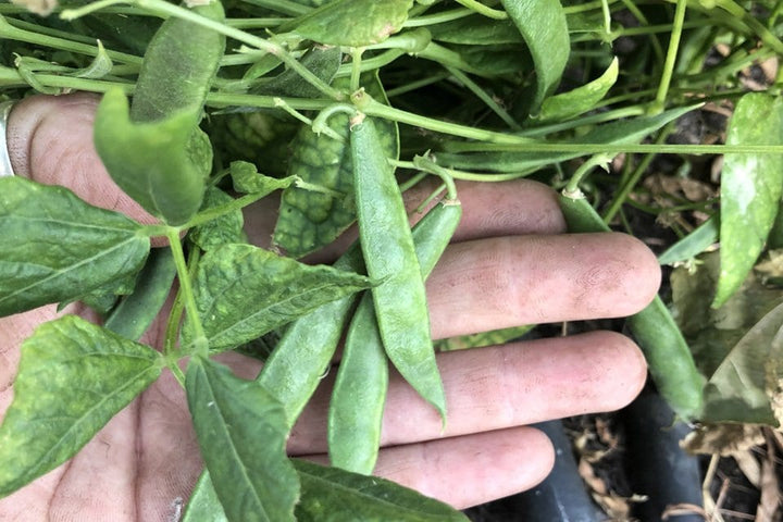Green Tepary Bean Seeds for Planting – Heirloom Non-GMO High Germination Organic Garden Seeds for Drought-Tolerant Growing