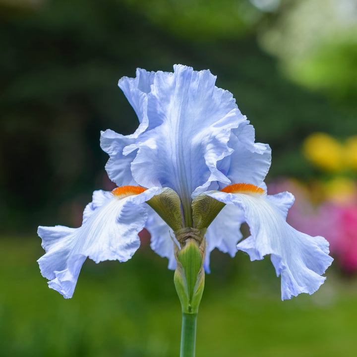 Bearded Iris Flower Seeds for Planting – Heirloom Non-GMO High Germination Organic Garden Seeds