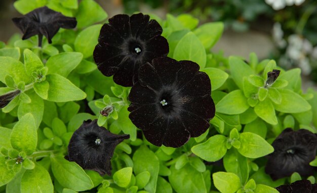 Calibrachoa Flower Seeds Black – Heirloom, Non-GMO, High Germination Organic Garden Seeds