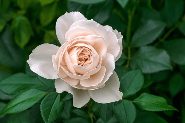 Cream Rose Flower Seeds for Planting – Heirloom Non-GMO High Germination Seeds