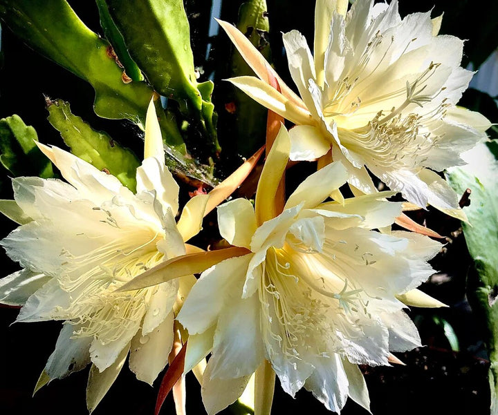 Cream Epiphyllum Flower Seeds – Heirloom Non-GMO High Germination Garden Seeds