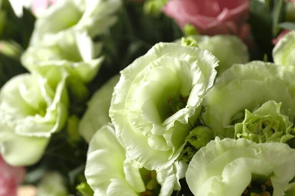 Green Eustoma Flower Seeds – Heirloom Non-GMO High Germination Seeds