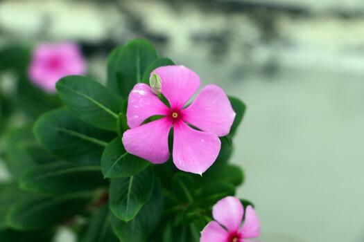 Jasmine Flower Seeds Pink – Heirloom, Non-GMO, High Germination Seeds