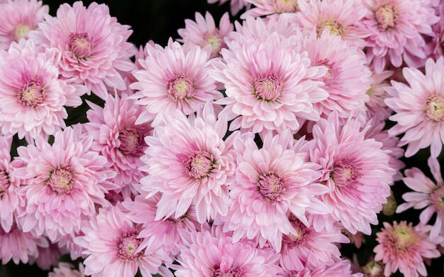 Semillas de flor de crisantemo rosa claro – Variedad tradicional, sin OMG, semillas de alta germinación