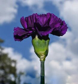 Violet Carnation Flower Seeds – Heirloom, Non-GMO, High Germination Organic Seeds