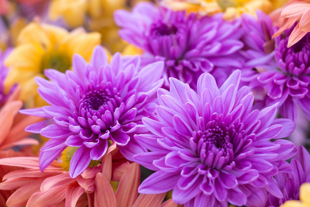 Purple Chrysanthemum Flower Seeds for Planting – Heirloom Non-GMO High Germination Seeds Seeds for Planting Organic Garden Seeds
